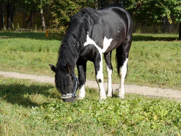 Кінь у парку на зеленій траві — стокове фото
