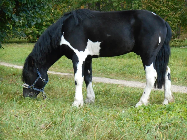 Pferd im Park auf dem grünen Gras — Stockfoto