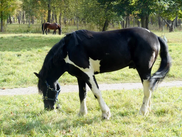 Pferde im Park auf dem grünen Gras — Stockfoto