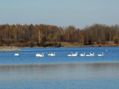 Göldeki kuğular Güzel manzara