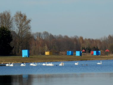 Göldeki kuğular Güzel manzara