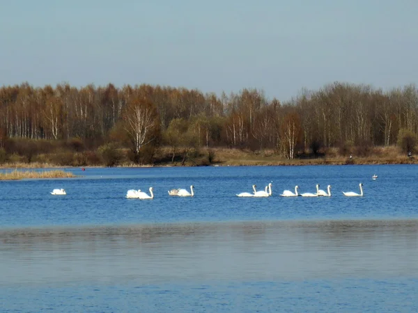 Cisnes en el lago hermoso paisaje — Foto de Stock