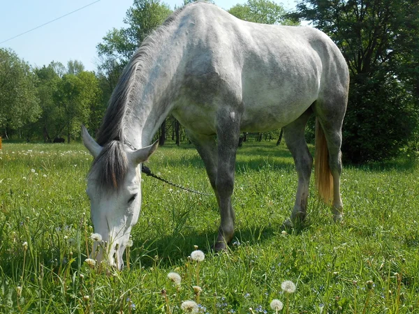 Gray horse on green grass in summer park — Stock Photo, Image