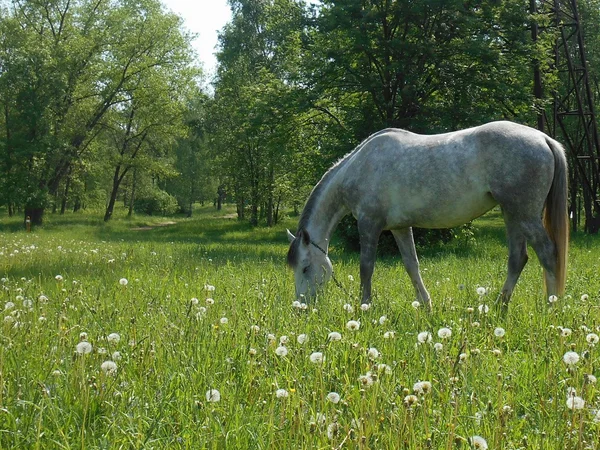 夏の公園の緑の芝生の上の灰色の馬 — ストック写真