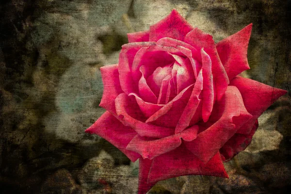 Postal vintage con hermosas rosas —  Fotos de Stock