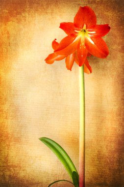 Doku arka plan üzerinde iki Amaryllis (Hipperastrum)