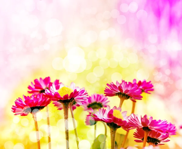 Весняний фон з квітами — стокове фото