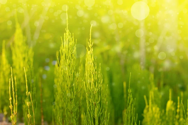 Fresh green grass and leaves. — Stock Photo, Image