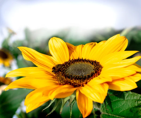 Cartolina con bel girasole — Foto Stock