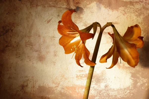 Deux Amaryllis (Hipperastrum) sur fond de texture — Photo