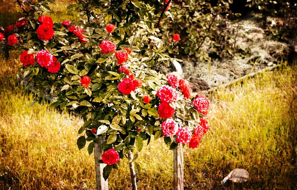 Vecchio grunge cartolina d'epoca con belle rose — Foto Stock