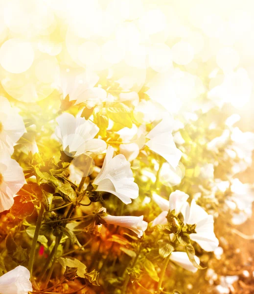 A spring fields white flowers — Stock Photo, Image