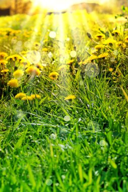 dandelions ve güneş ışınları ile bahar arka plan