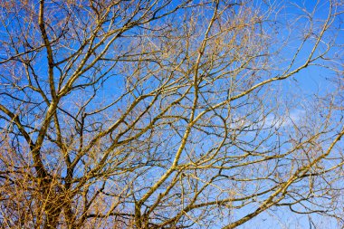 Bahar zaman park, mavi gökyüzü ile ağacı dalları