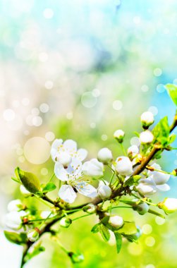 Kapalı kapılar ardında çiçek açan bir bahar ağacı.