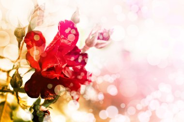 güzel güller ile Vintage kartpostal