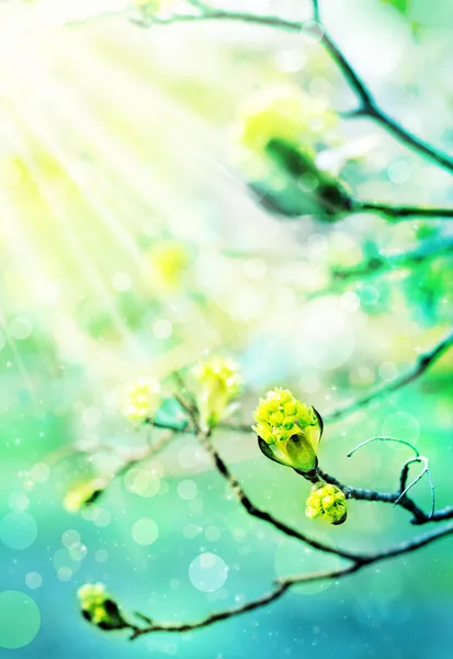 Yaprakları bud ışık lekeleri soyut yeşil zemin üzerine — Stok fotoğraf