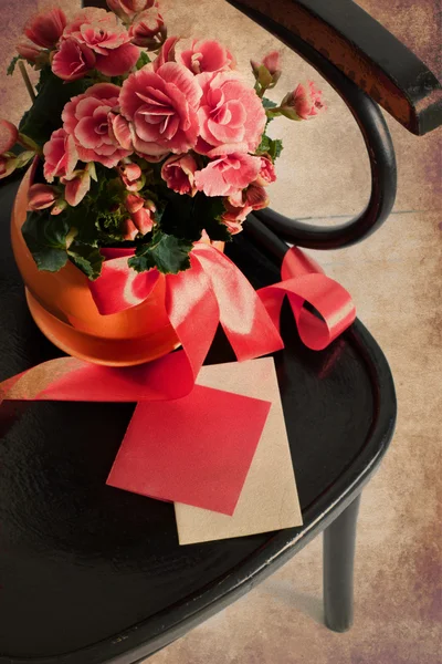 Holidays Card with Begonia flower — Stock Photo, Image