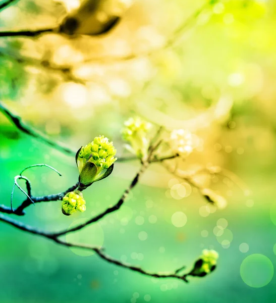 Feuilles bourgeon sur le fond vert abstrait avec des taches de lumière — Photo