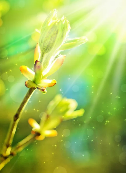 Feuilles bourgeon sur le fond vert abstrait avec des taches de lumière — Photo