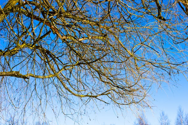 공원에 봄 시간, 트리 분기와 푸른 하늘 — 스톡 사진