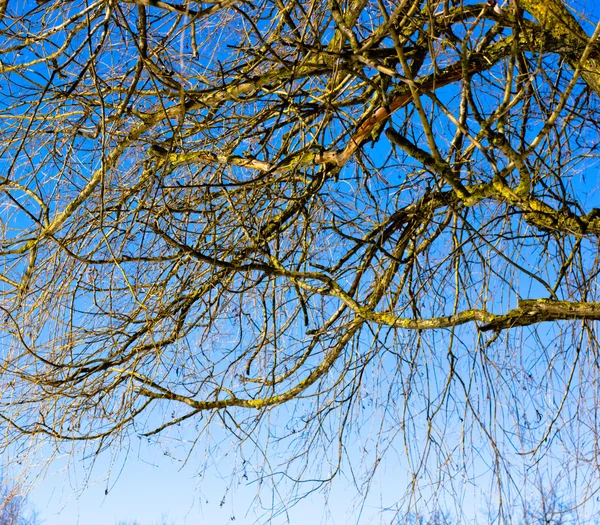 공원에 봄 시간, 트리 분기와 푸른 하늘 — 스톡 사진