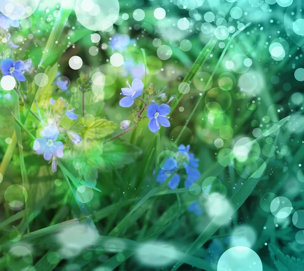 Kleine blauwe bloemen in de lente-achtergrond — Stockfoto