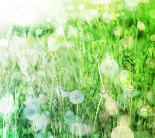 Spring field with dandelions on bright sunny day. — Stock Photo, Image