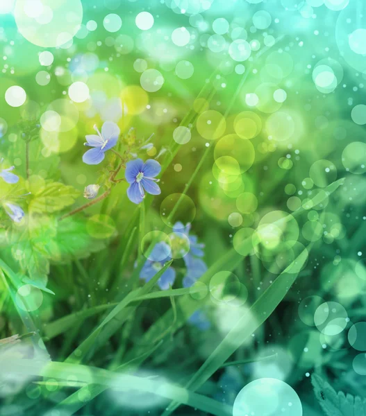 Image of little blue flowers in the spring background — Stock Photo, Image