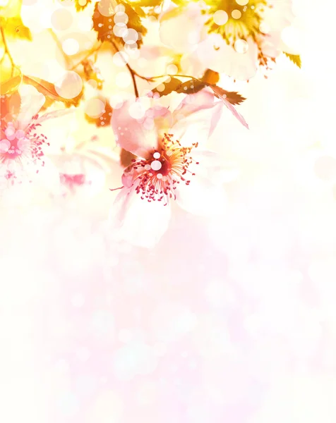 Krásný jarní pozadí s růžovými květy — Stock fotografie