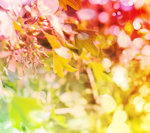 Hermoso fondo de primavera con flores rosadas —  Fotos de Stock