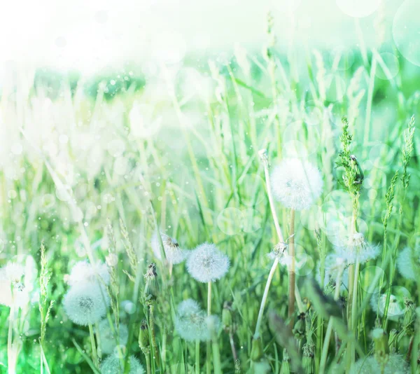 Spring field with dandelions on bright sunny day. — Stock Photo, Image