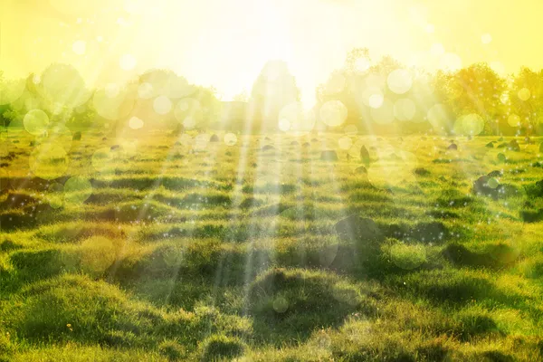 Eco nature with sun beam, green landscape background with sunshine.