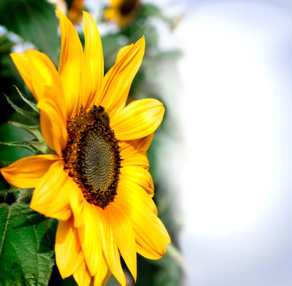 Листівка з красивим соняшником — стокове фото