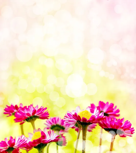 Flowering reed plants near to a lake, lotus flower on the pond — Stock Photo, Image