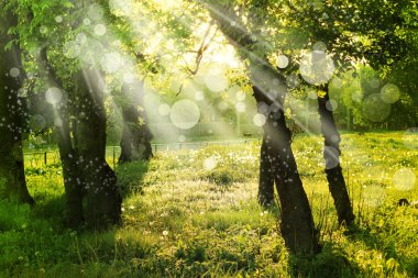Spring nature background with sun beam, green landscape with sunshine.