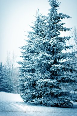 ağaçlar ve kar alan kış manzarası