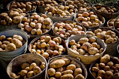 metal sepetler içinde kirli hasat patates.