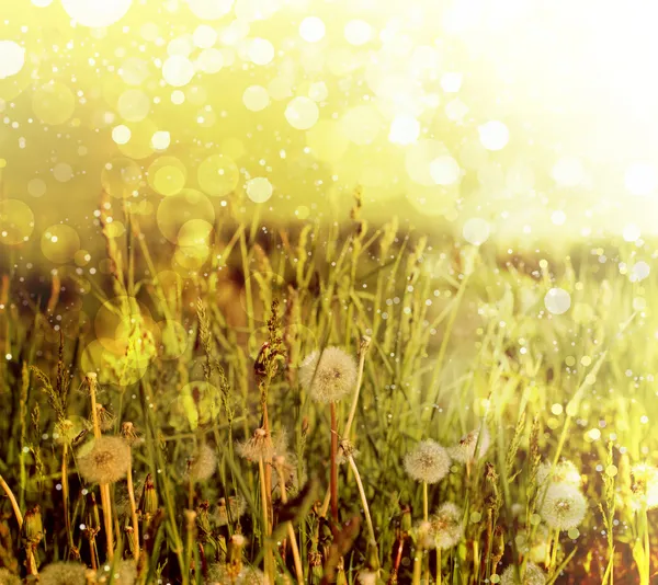 Wiosenne pole z dmuchawcami w słoneczny dzień — Zdjęcie stockowe