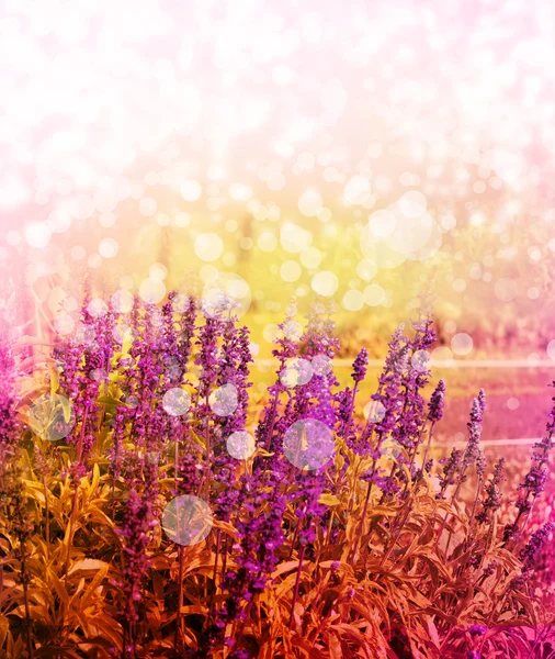 Bloeiende gebied van lavendel — Stockfoto