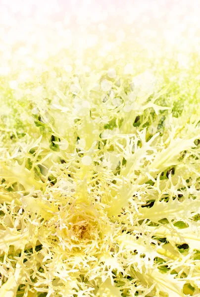 Close up vista pianta come sfondo astratto — Foto Stock