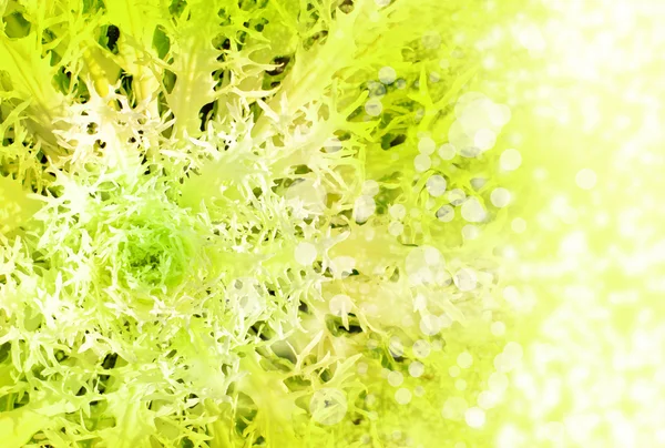 Close up view plant as background abstract — Stock Photo, Image