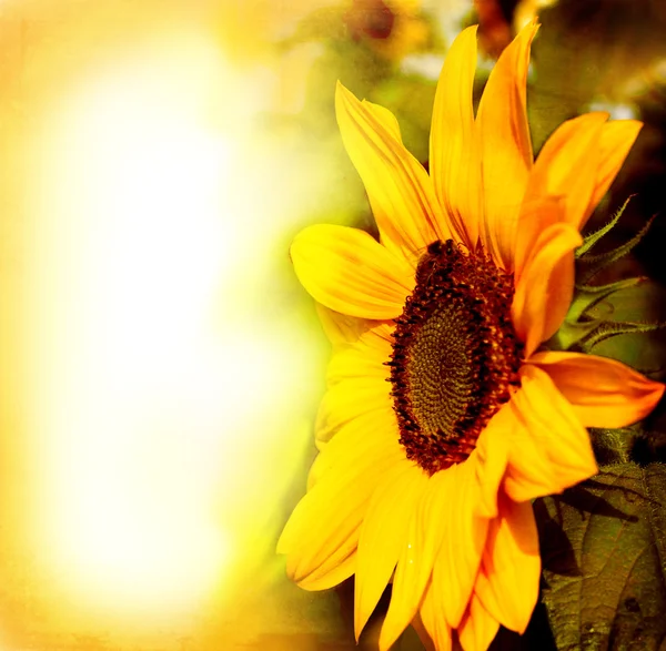 Postal con hermoso girasol —  Fotos de Stock