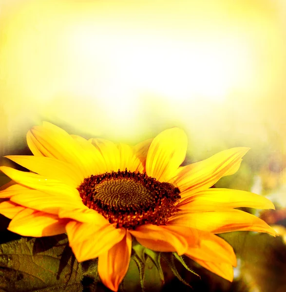 Postcard with beautiful sunflower — Stock Photo, Image