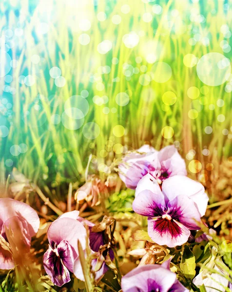 Fondo primavera con fiori — Foto Stock