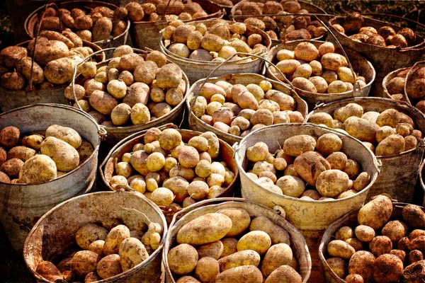 DIrty harvested potatoes in a metall baskets. — Stock Photo, Image