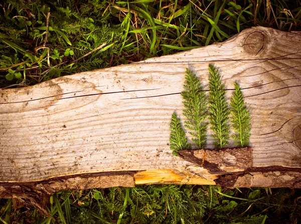 Tablero de madera en el bosque —  Fotos de Stock