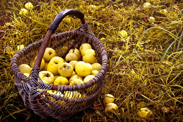 Basket of apples — Stock Photo, Image