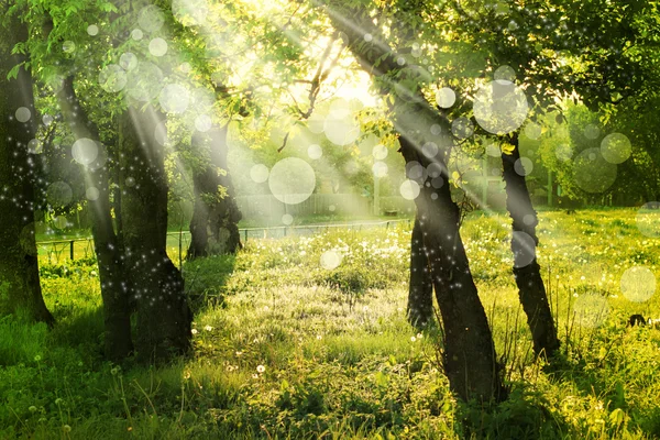 Jarní příroda pozadí s Sluneční paprsek, zelená krajina s sluníčko. Stock Fotografie