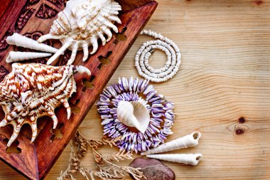 Vintage inci kolye ve deniz kabuğu